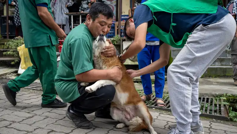 2024'te Filipinler'de Kuduz Tehdidi: 426 Can Kaybı ve Artan Alarm