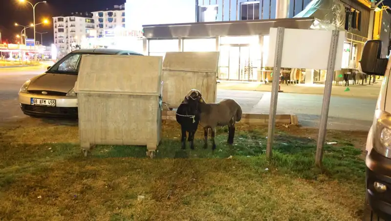 Yola Düşen Mor Karaman Koyunları: Umutları Kaldı mı?