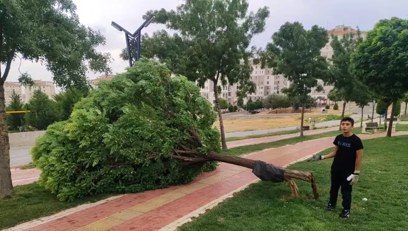 Batman'da Fırtına Rüzgar Ağaçlarını Yerinden Söküp Attı