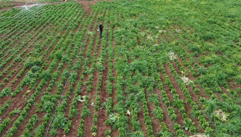 Kuraklık, Marul Hasadını Tehdit Ediyor: Çiftçiler Endişeli