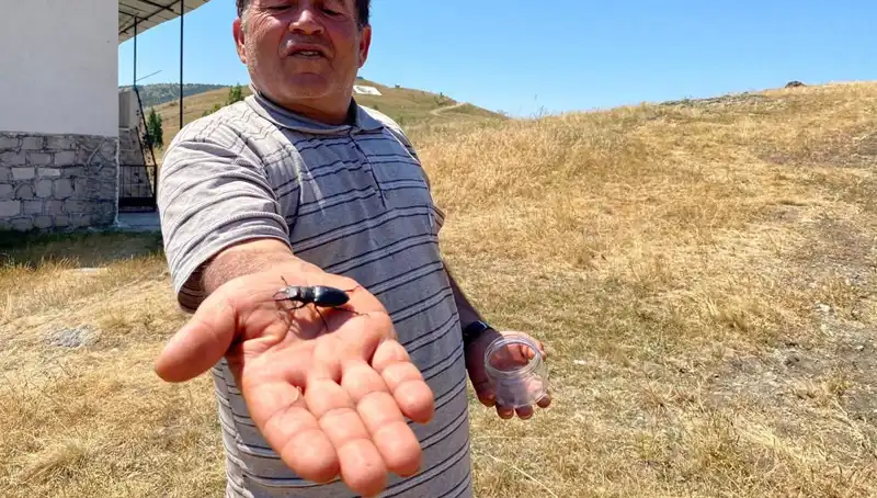 Sivas'ta Görülen Tehlikeli Böcek İçin 557 Bin TL Cezası: Detaylar Burada!