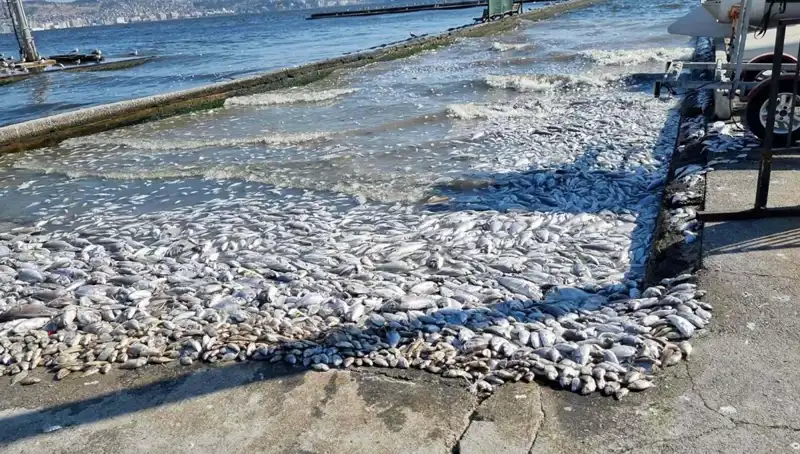 İzmir Körfezi'nde Sıfır Atık Projesi ile Temizlik Dönemi Başlıyor