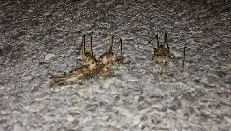 Milyonlarca Çekirge Şehri Iskalamayacak Bir Çim Alanına Çöktü