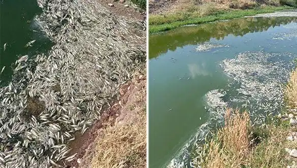 Karasu Çayı'nda Balık Ölümleri: Sırrı Ne? Uzmanlar İncelemeye Alındı