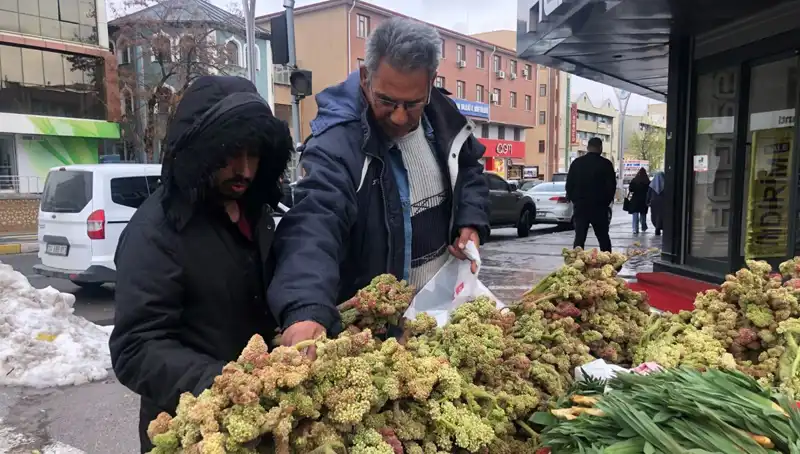 Kendiliğinden Yetişen Bu Bitki, Kanserle Mücadelede Yeni Umut Olabilir!