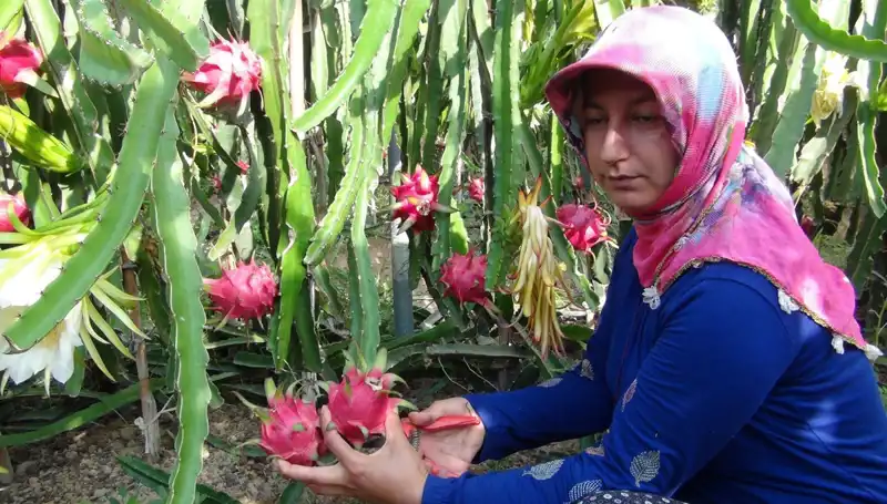 Emekli Olduktan Sonra Pitaya Üretmeye Başlayan Adamın Hikayesi