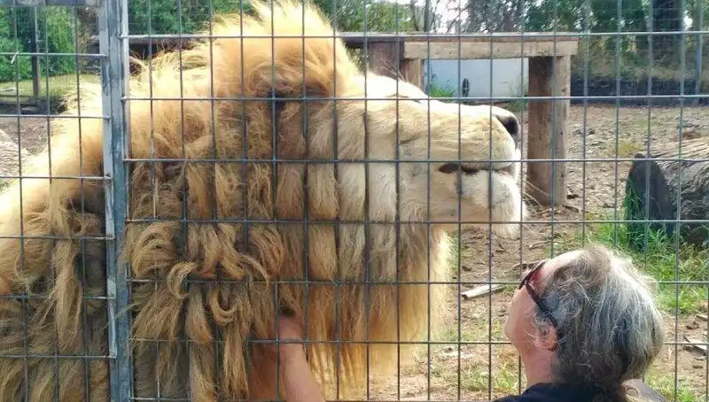 Avustralya'da Aslan Saldırısı: Kafesin İçinden Kadının Kolunu Saran Olay