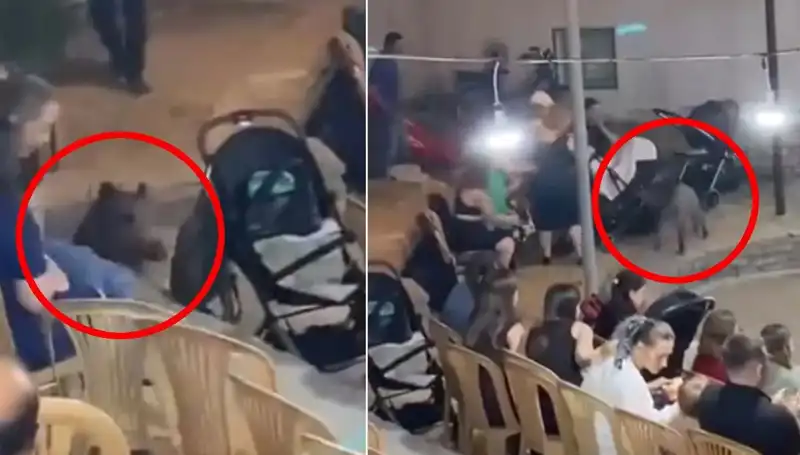 Düğün Törenine Gelen Yaban Domuzu, Kutlamayı Alt Üst Etti!