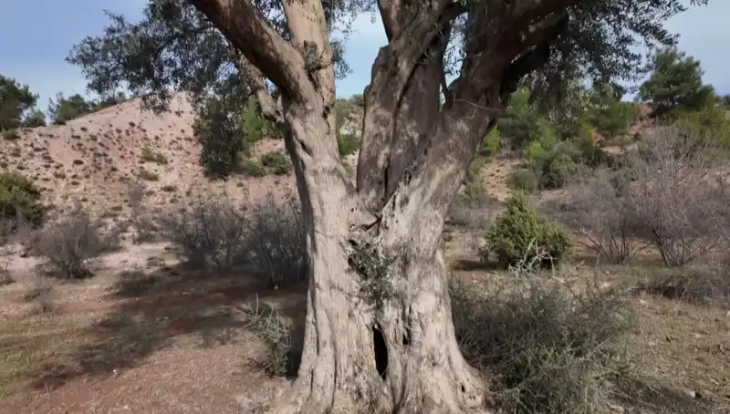 800 Yıllık Zeytin Ağacı, Tyrnavos'ta Koruma Altına Alındı!