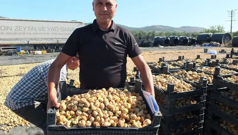 Balıkesir'de Hasat Sezonu: Çin ve Rusya Pazarına Açılan Kapı