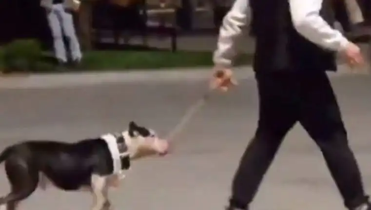 Ağızlıksız Pitbull Saldırdı: Sahip Anında Para Cezası Aldı