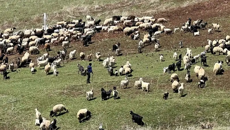 Türkiye'de Çoban Krizi Büyüyor: 70 Bin Lira Maaş Neden Yetersiz?