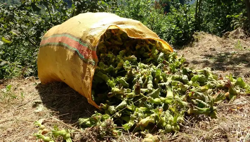Giresun'da Fındık Hasadı Başladı: Çiftçiler Hazır, Umutlar Yüksek