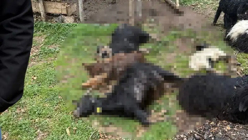Sahipsiz Köpekler, 18 Keçiyi Telef Ederek Çiftçileri Üzüntüye Boğdu