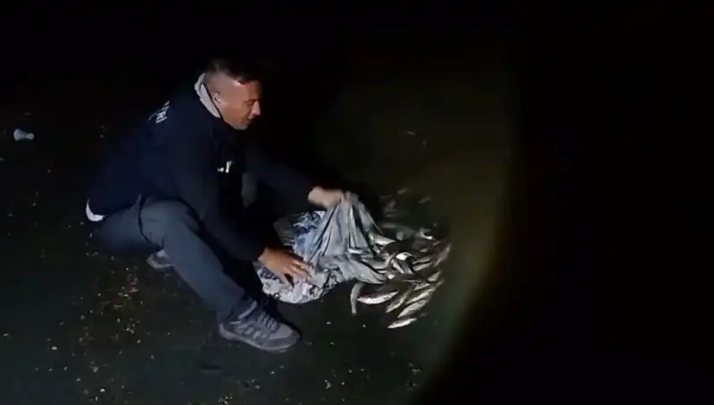 İnci Kefali Avında Yeni Rekor: Bir Ton Balık Ağına Düştü!