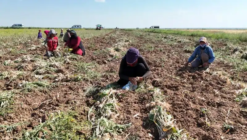 Rusya, Almanya ve İspanya’nın Antibiyotiği: Hasat Süreci Başladı