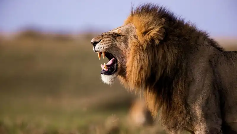 Aslan Saldı! 14 Yaşındaki Kızın Hayatını Kaybetmesi Tüm Dünyayı Şok Etti