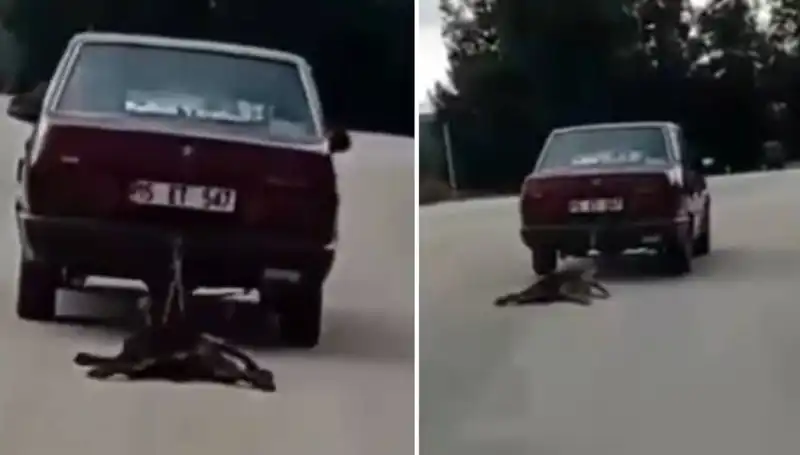 Otomobilin Arkasındaki Köpeği Sürükleyen Şok Olay Sosyal Medyayı Salladı