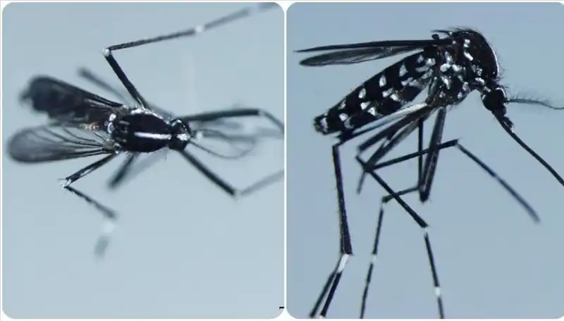 Chikungunya Virüsü: Dünya Genelinde Artan Vakalar ve Belirtileri