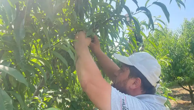 Bu Fiyatlarla Yılın En Değerlisi: Tarımda Yükselen Kilo Tabloları