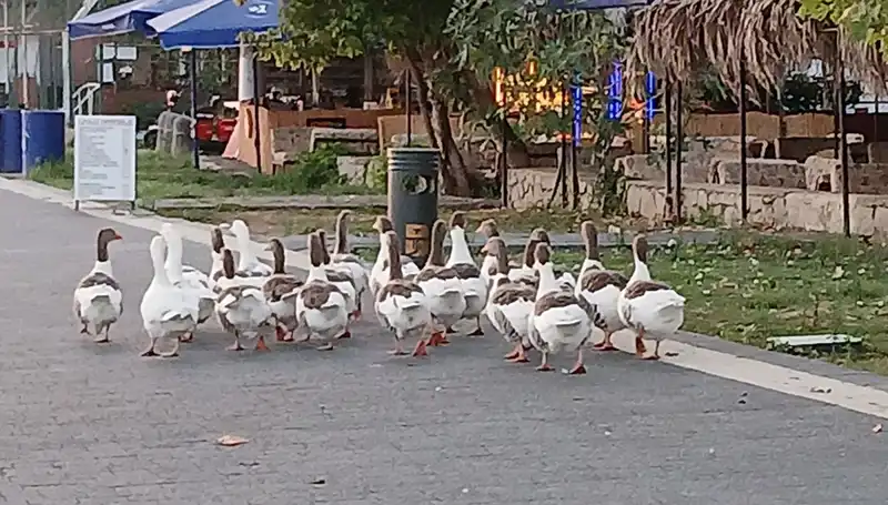 Denizde Yüzdüler, Kümese Kapandılar: Kazların Ölümüyle İlgili İddialar Artıyor