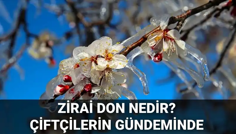 Zirai Don Nedir? Çiftçiler için Tehlike ve Devlet Desteği