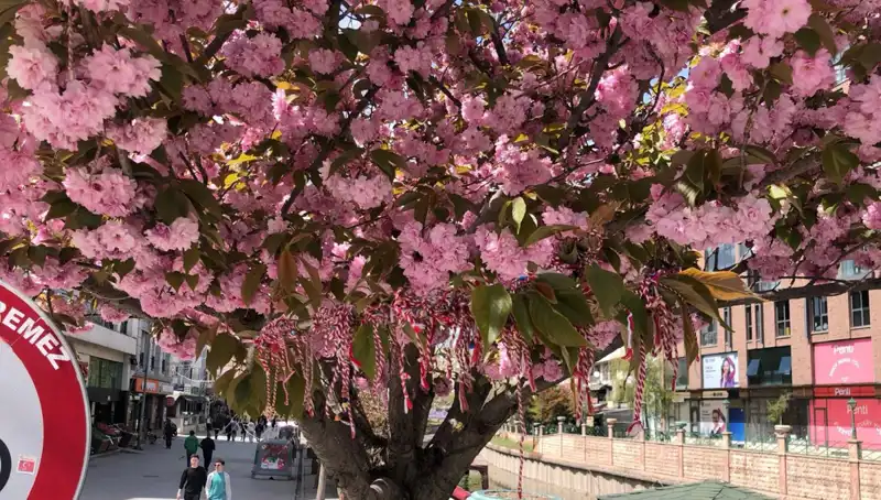 Süs Erik Ağacına Martenitsa Bağlandı: Geleneksel Kutlamaların Anlamı