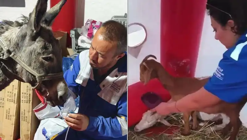Yangında Zor Durumda Kalan Eşeğe Oksijen Maskesiyle Şaşırtan Tedavi Uygulandı