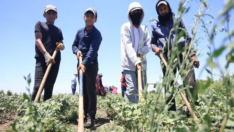 Aşırı Sıcaklar ve Düşük Yevmiye: İşçilerin Çilesi 650 TL’ye Çıktı