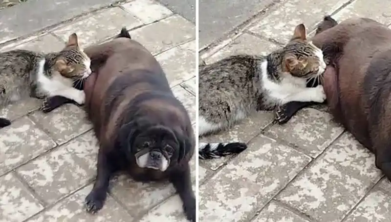 Erzurum Sokaklarında Görülen İlginç An: Köpek, Kediyi Emziriyor!