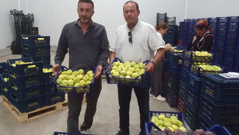 Mersinli Çiftçinin İhracat Sevinci: Tanesi 20 TL'den Başladı!