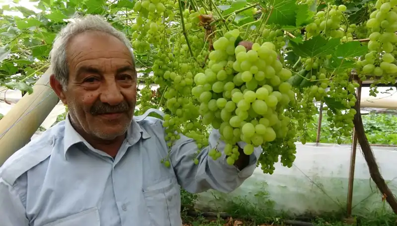 Zirai Don Olayı Meyve Fiyatlarını Düşürerek Pazarın Seyrini Değiştirdi