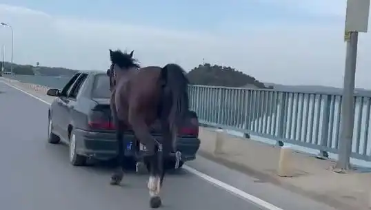 Adana'da Atı Eziyet Eden Kişi Tutuklandı, Kamuoyunu Üzen Olay!