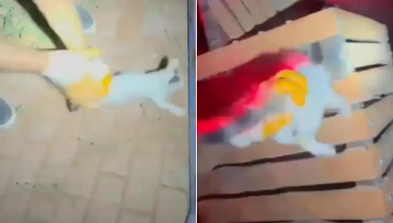 Gece Yarısı Kedi Kurtarma Operasyonu: İtfaiye Ekibi Kahramanlık Gösterdi