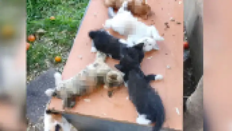 Bursa'da Yavru Kedi Katliamı: Herkesin Yüreğini Dağlayan Olay