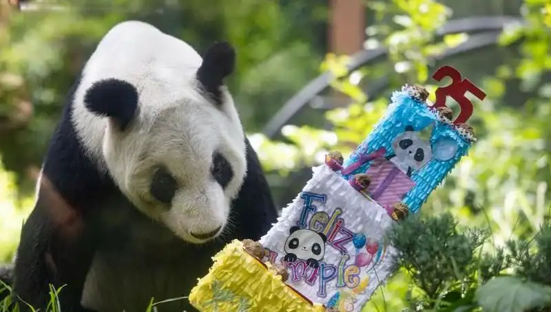 Dev Panda Xin Xin, Doğum Gününde Mutluluğu Paylaştı!