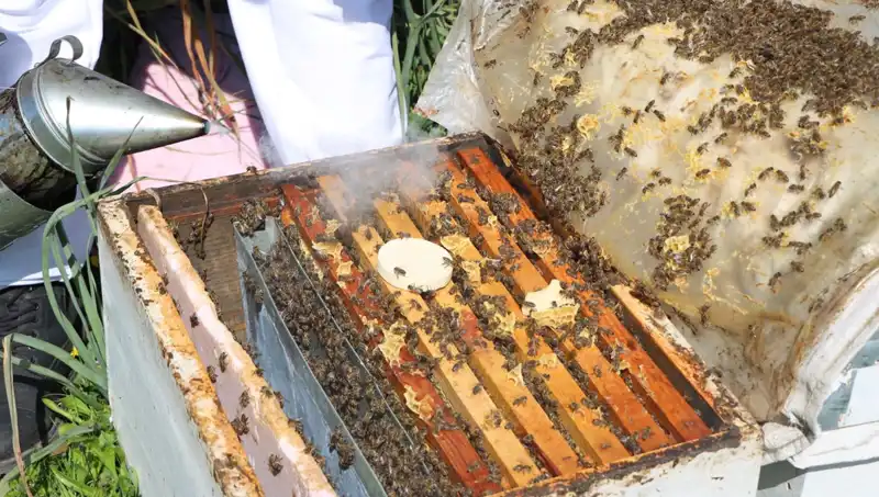 Genç Arıcı Yurt Dışına Bal İhraç Ediyor: 800 Kovanda Ata Mesleği Yaşıyor