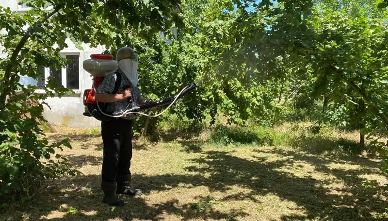 Kükürt ve Samuray Arısı: Çiftçilerin Umut Kaynağı Mücadele Aracı