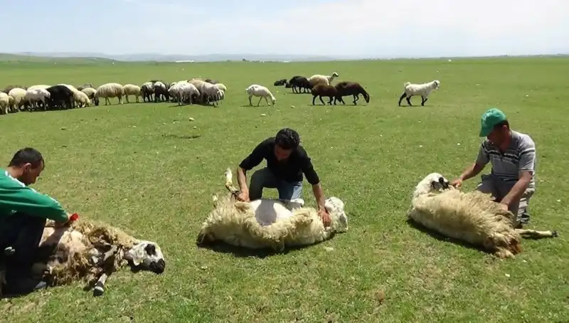 Yazın Gelişiyle Yüksek Dağlarda Koyun Kırkma Sezonu Başladı