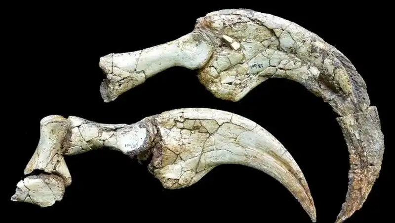 Gobi Çölü'nde Dikkat Çeken Dinozor Keşfi: İki Parmaklı Yeni Tür