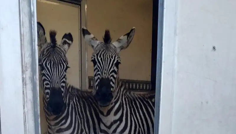 Sınırda Durdurulan Minibüste Hayvan Zenginliği: 2 Zebra, 6 Maymun, Antilop ve Kuğu