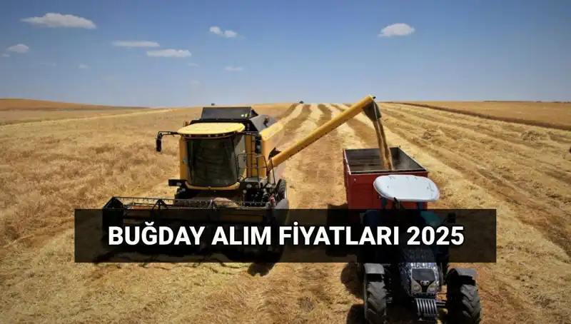 2025 Buğday Alım Fiyatları ve Ödeme Tarihleri Açıklandı!