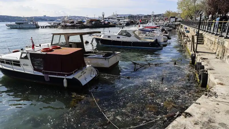 İstanbul’da Müsilaj Sorunu Tekrar Gündemde: Kriz Uyarıları Artıyor