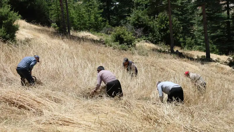 Teknolojinin Ulaşamadığı Tarla: Ellik ve Orakla Hasat Geleneği Yeniden Canlanıyor