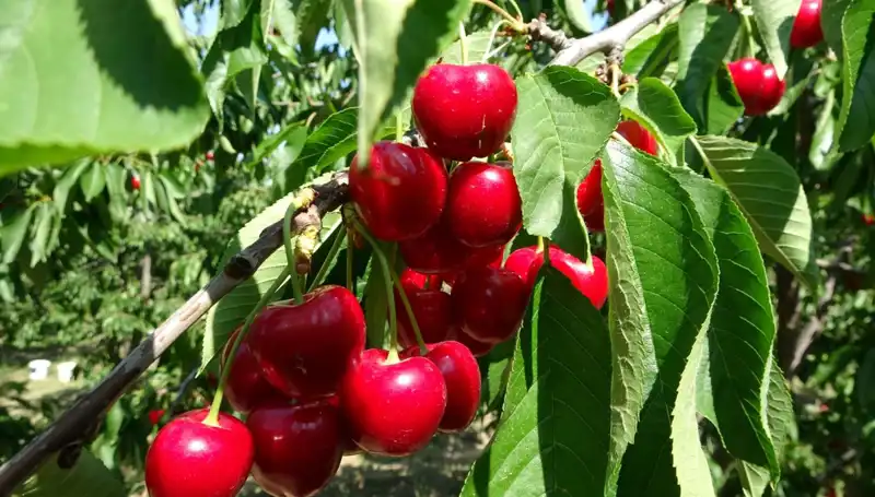 Çay Bardağında Yer Kalmadı! Hasat Sezonu Coşkulu Başladı!