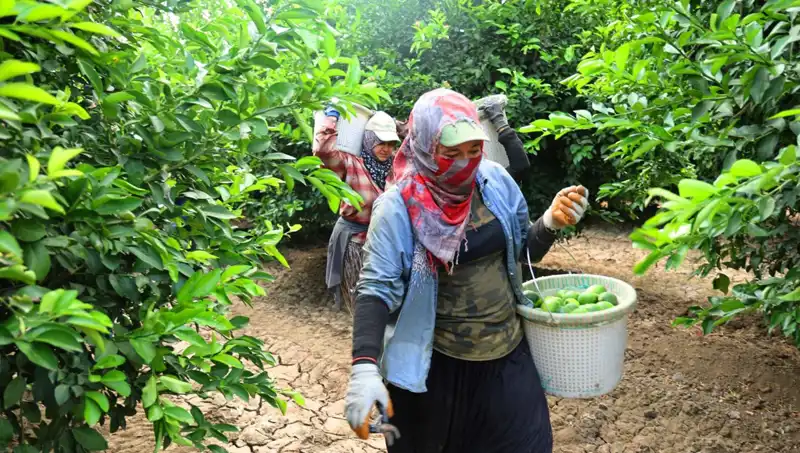Marketlerde Patates Kilosu 150 Lirayı Aştı, Fiyatlar Düşmeye Başladı