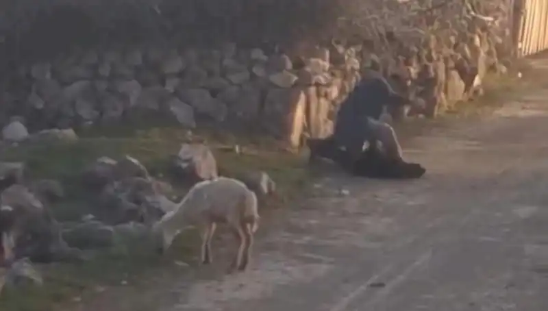 Koyuna Eziyet Eden Şahsın Gözaltına Alınması, Hayvan Hakları İçin Önemli Bir Adım