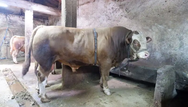 1 Ton 200 Kiloluk Ürün Dünyayı Şaşkına Çevirdi, Satış Fiyatı Göz Doldurdu!