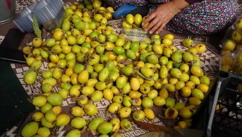 Muşmula Hasadı Başladı: Kilosu 150 TL’den Tüketiciyle Buluşuyor