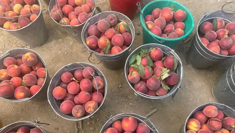 Bu Yılki Hasat Döneminde Çiftçiler Yüzde Yüz Memnun: Fiyatlar Rekor Kırıyor